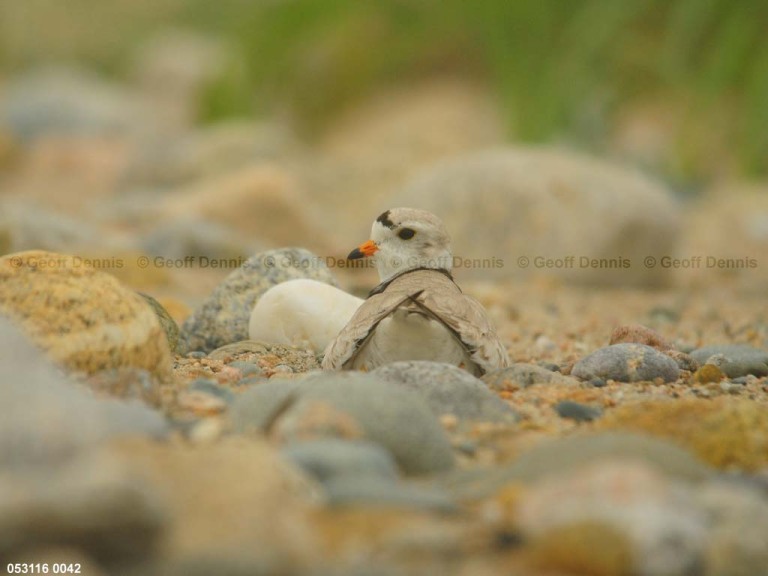 PIPL-10-AM_Piping-Plover