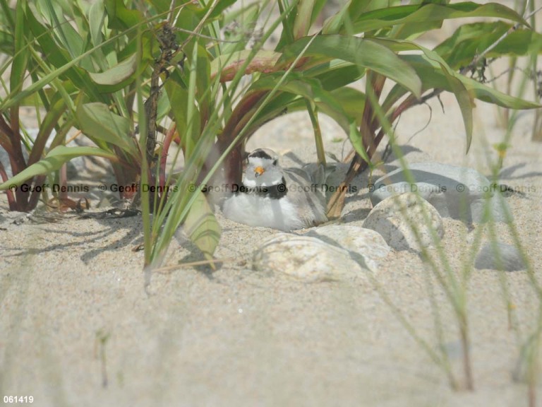 PIPL-10-AN_Piping-Plover