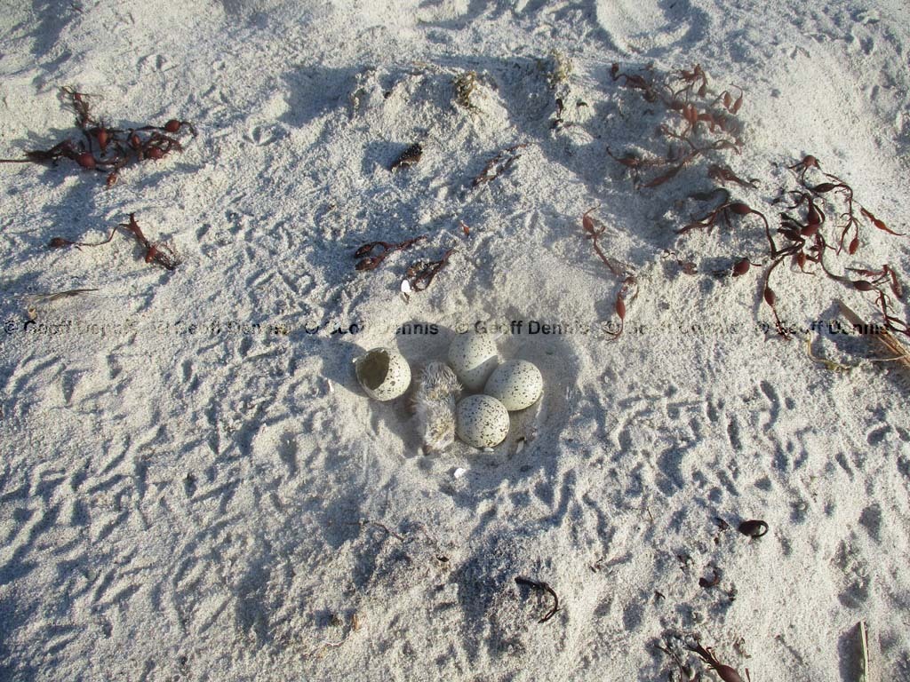 PIPL-12-AA-Piping-Plover