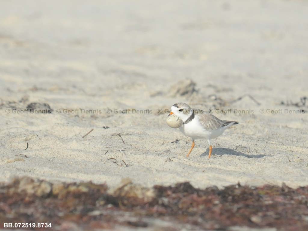 PIPL-12-AB-Piping-Plover