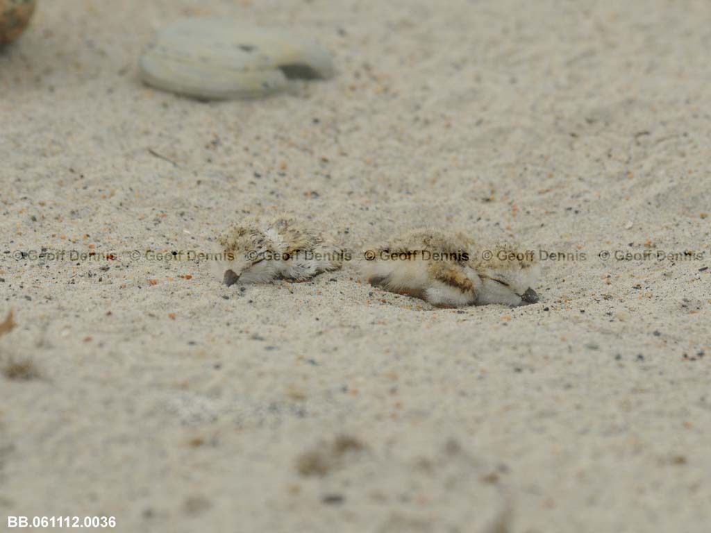 PIPL-12-AC-Piping-Plover
