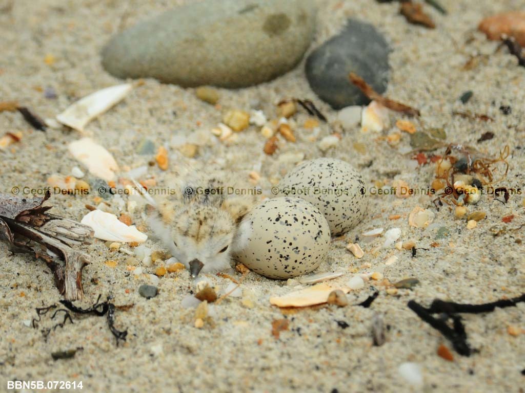PIPL-12-AD-Piping-Plover