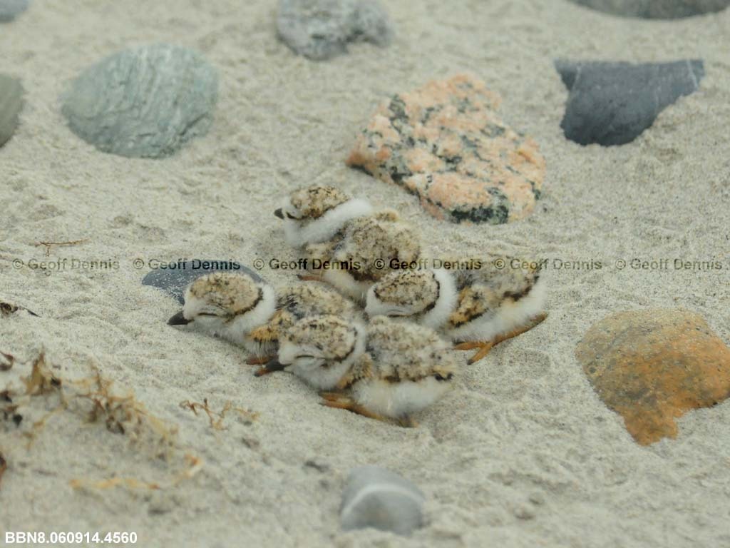 PIPL-12-AE-Piping-Plover