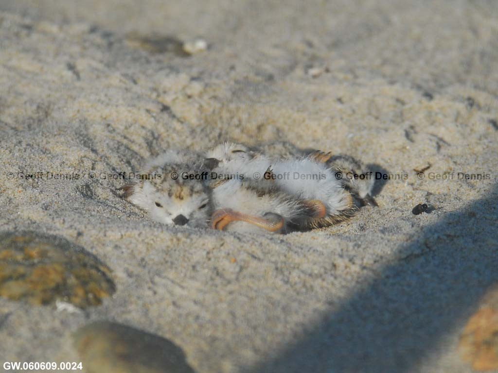 PIPL-12-AF-Piping-Plover