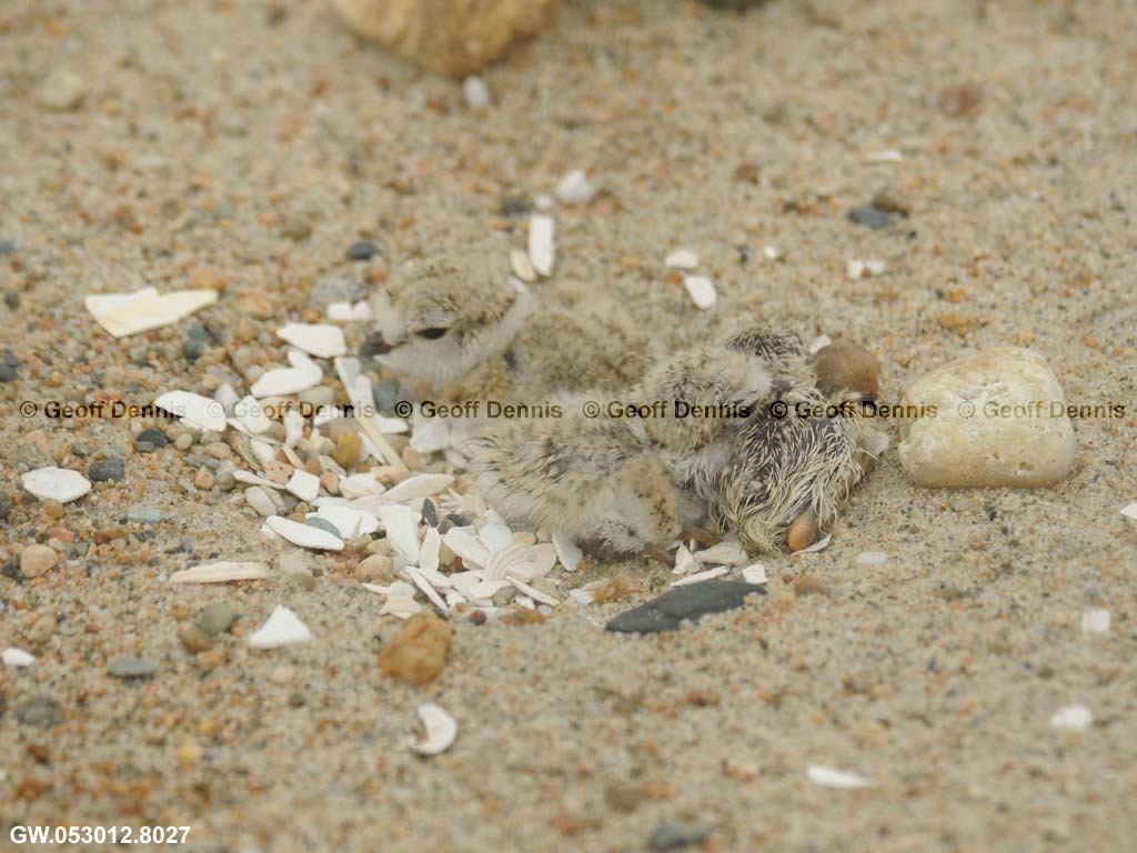 PIPL-12-AG-Piping-Plover