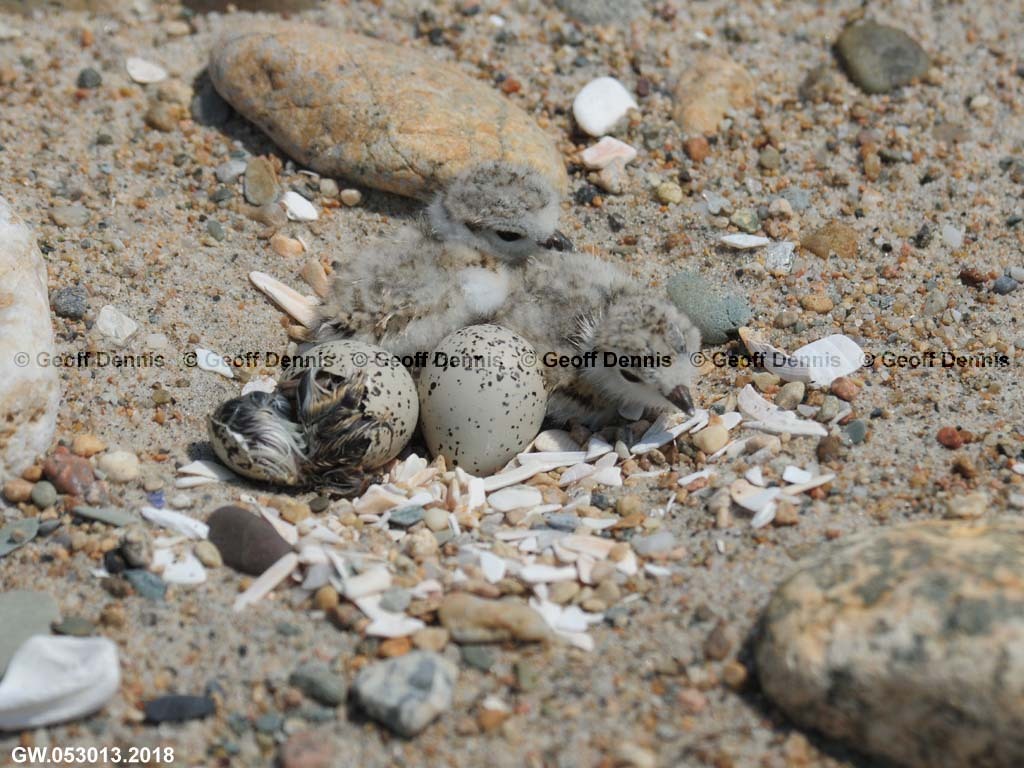 PIPL-12-AH-Piping-Plover