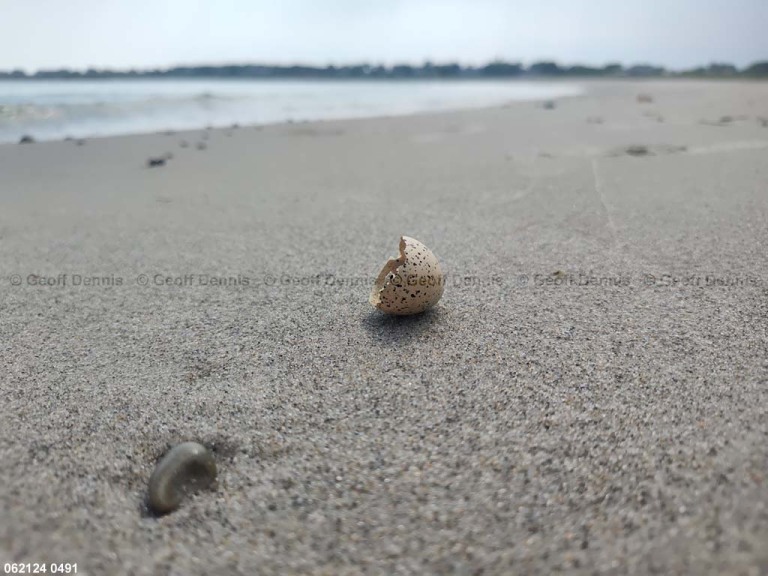 PIPL-12-AI_Piping-Plover