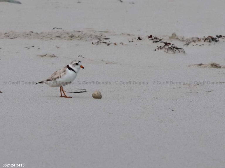 PIPL-12-AJ_Piping-Plover