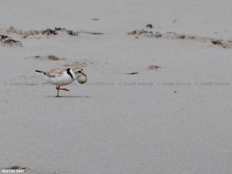 PIPL-12-AK_Piping-Plover