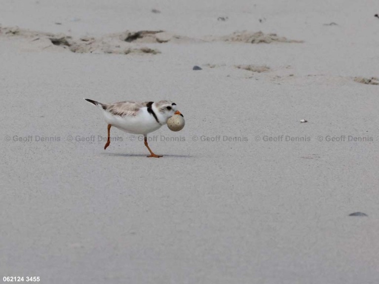 PIPL-12-AL_Piping-Plover