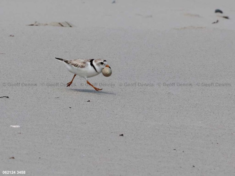 PIPL-12-AM_Piping-Plover