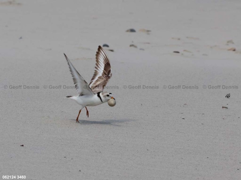 PIPL-12-AN_Piping-Plover