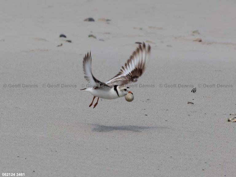 PIPL-12-AO_Piping-Plover