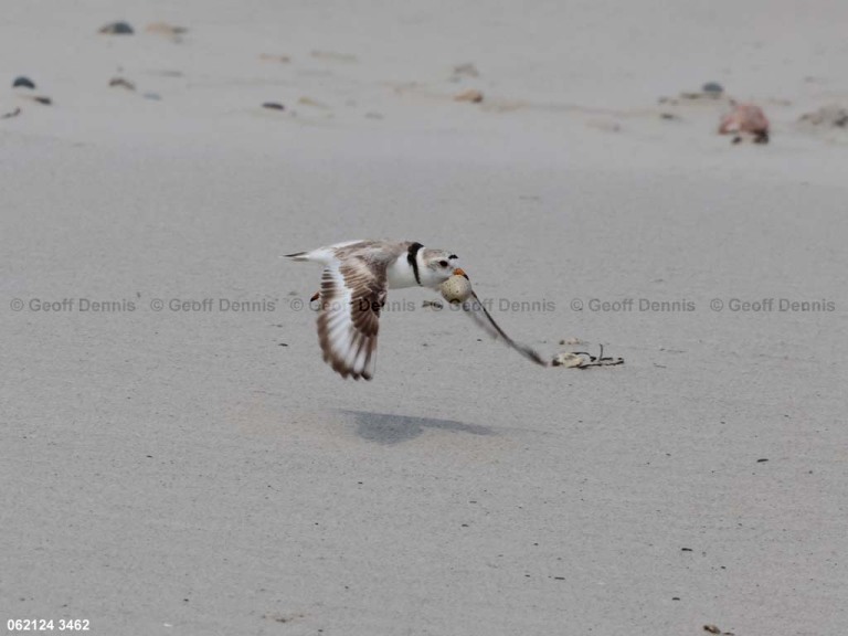 PIPL-12-AP_Piping-Plover