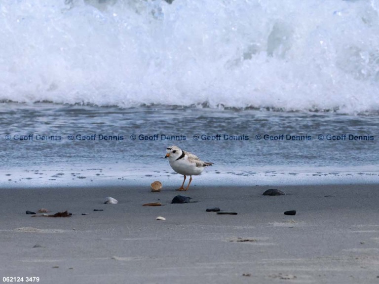 PIPL-12-AQ_Piping-Plover