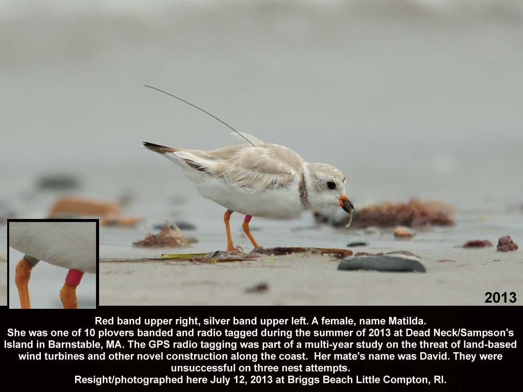 PIPL-18-AA_Piping-Plover