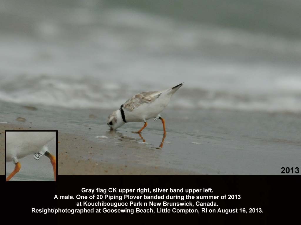 PIPL-18-AB_Piping-Plover