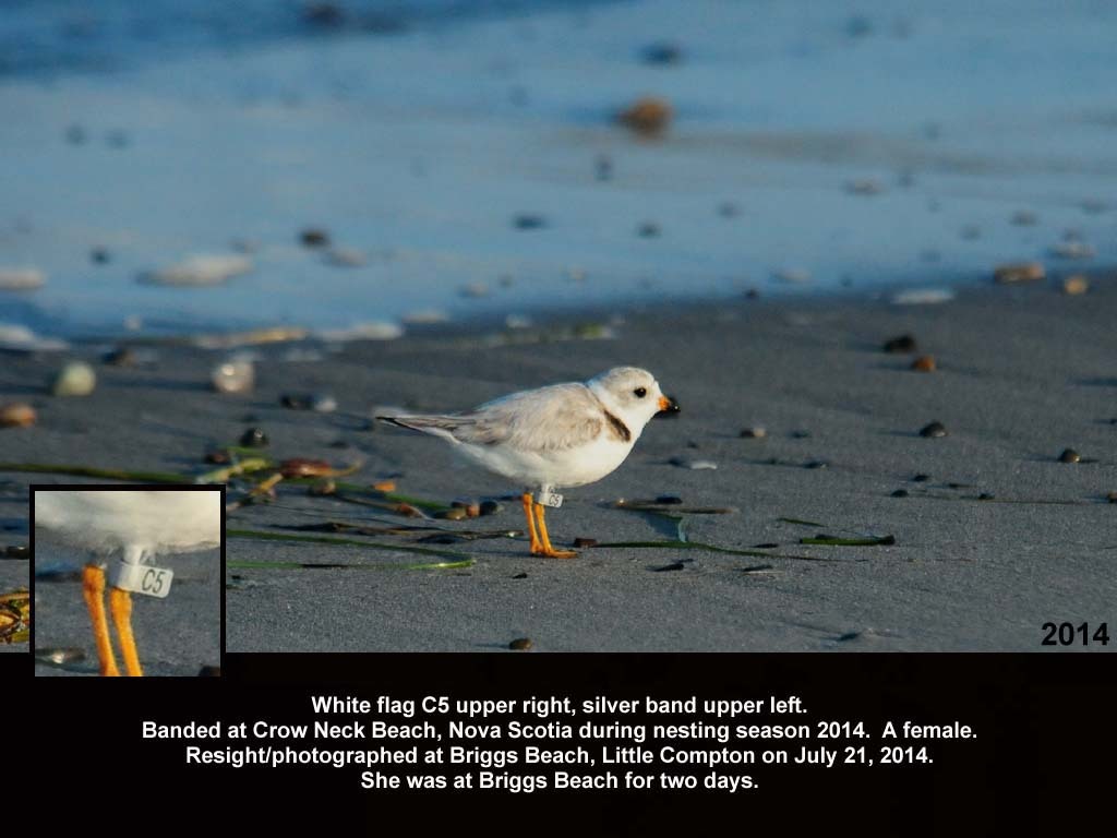 PIPL-18-AC_Piping-Plover
