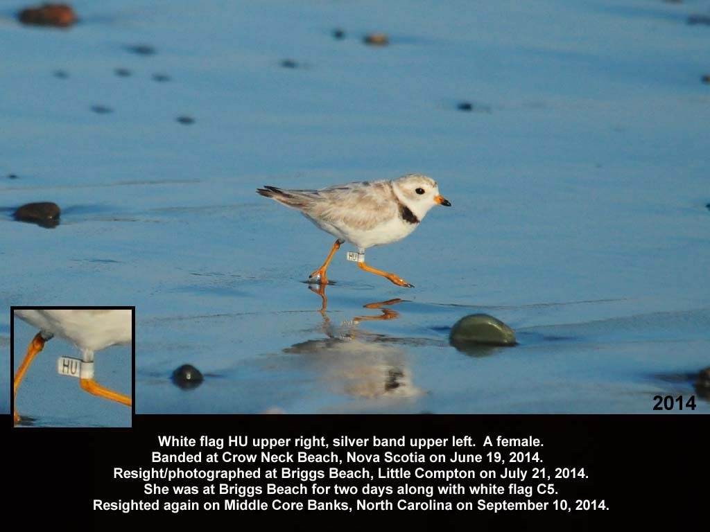 PIPL-18-AD_Piping-Plover