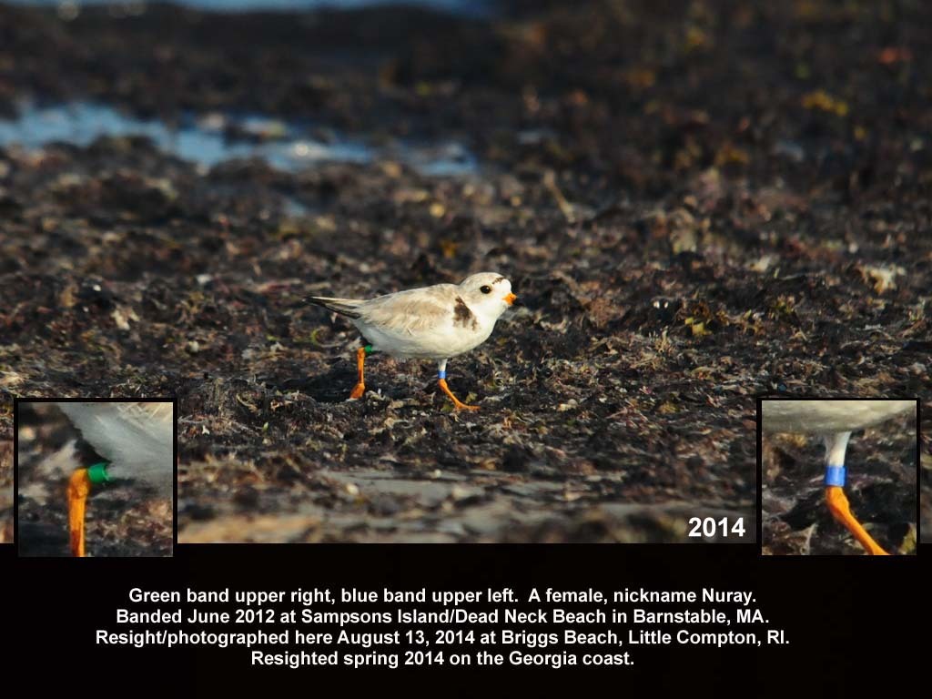 PIPL-18-AE_Piping-Plover