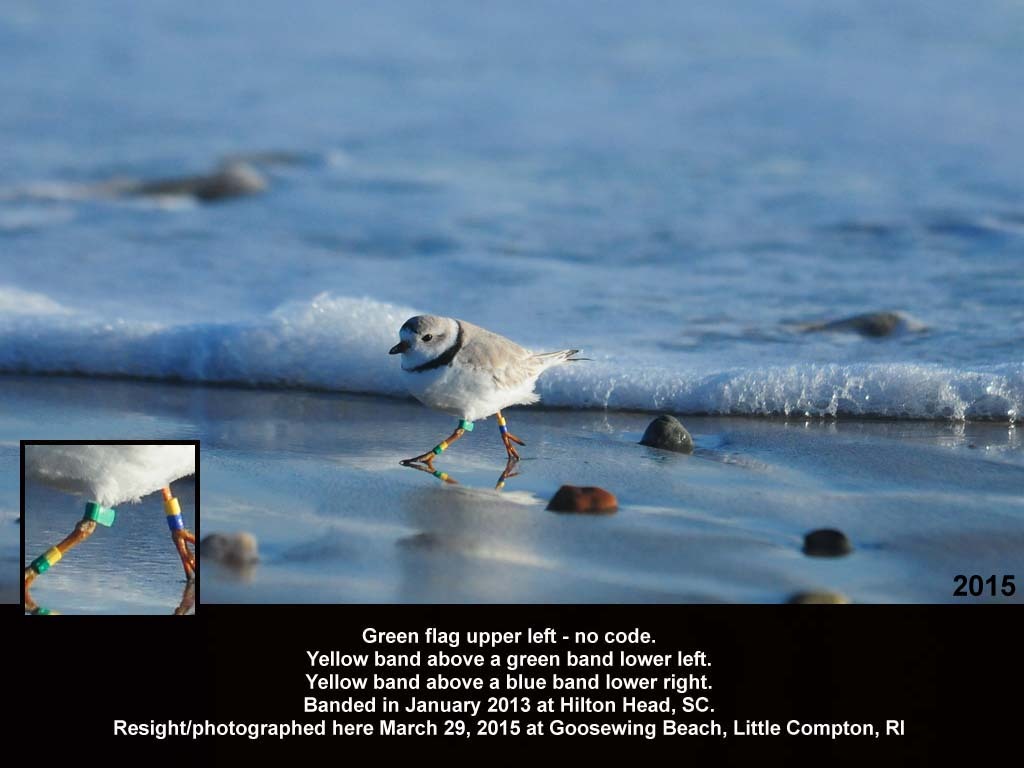 PIPL-18-AF_Piping-Plover