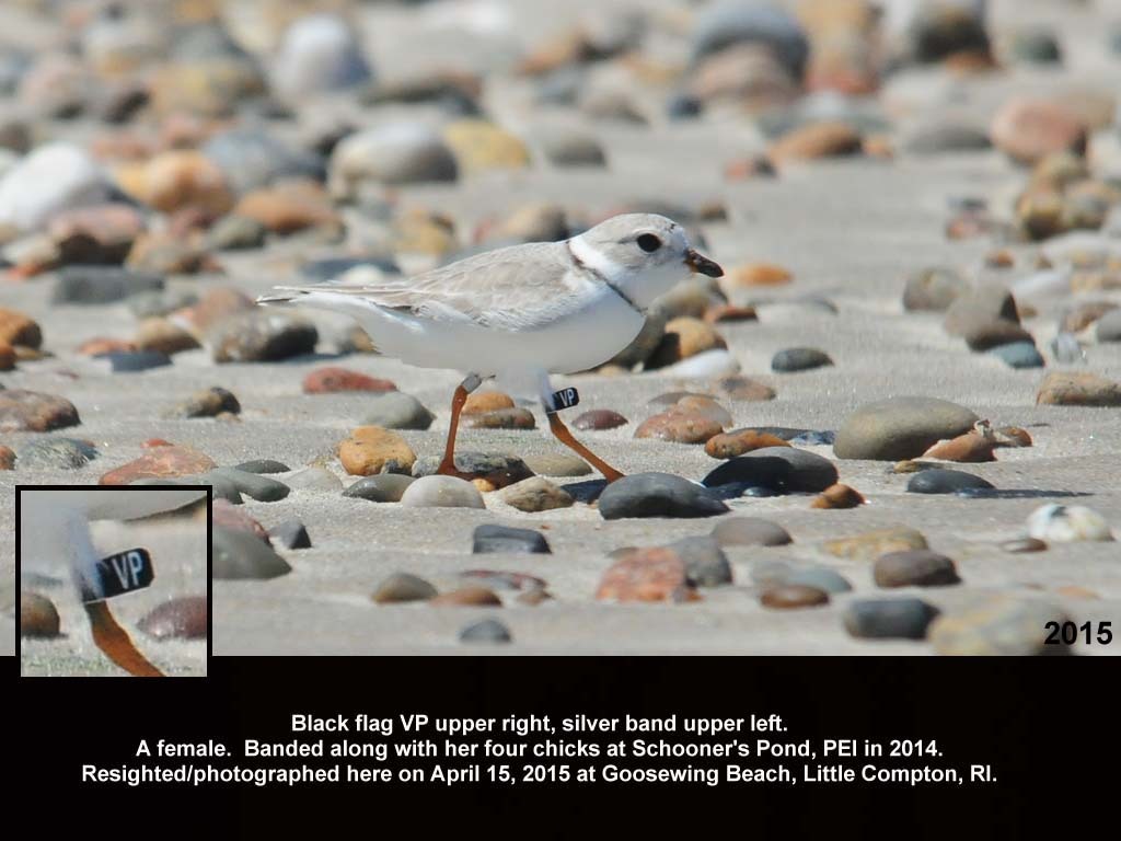 PIPL-18-AG_Piping-Plover