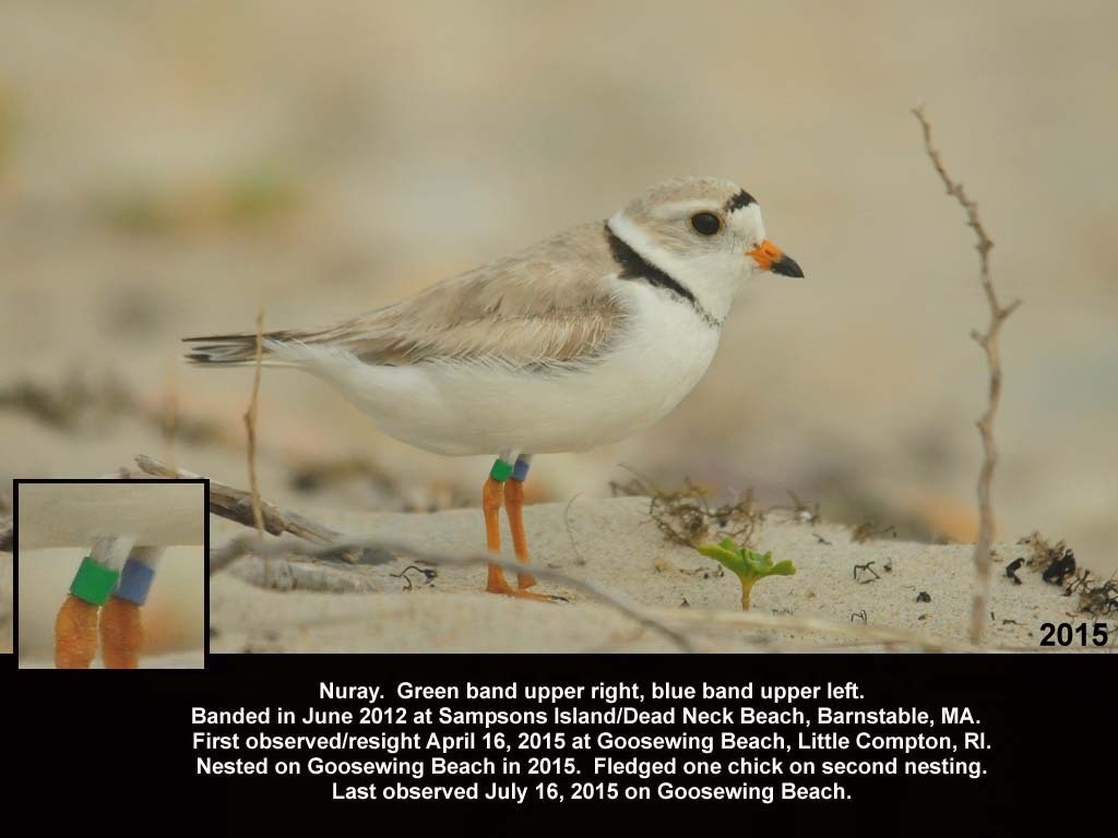 PIPL-18-AH_Piping-Plover