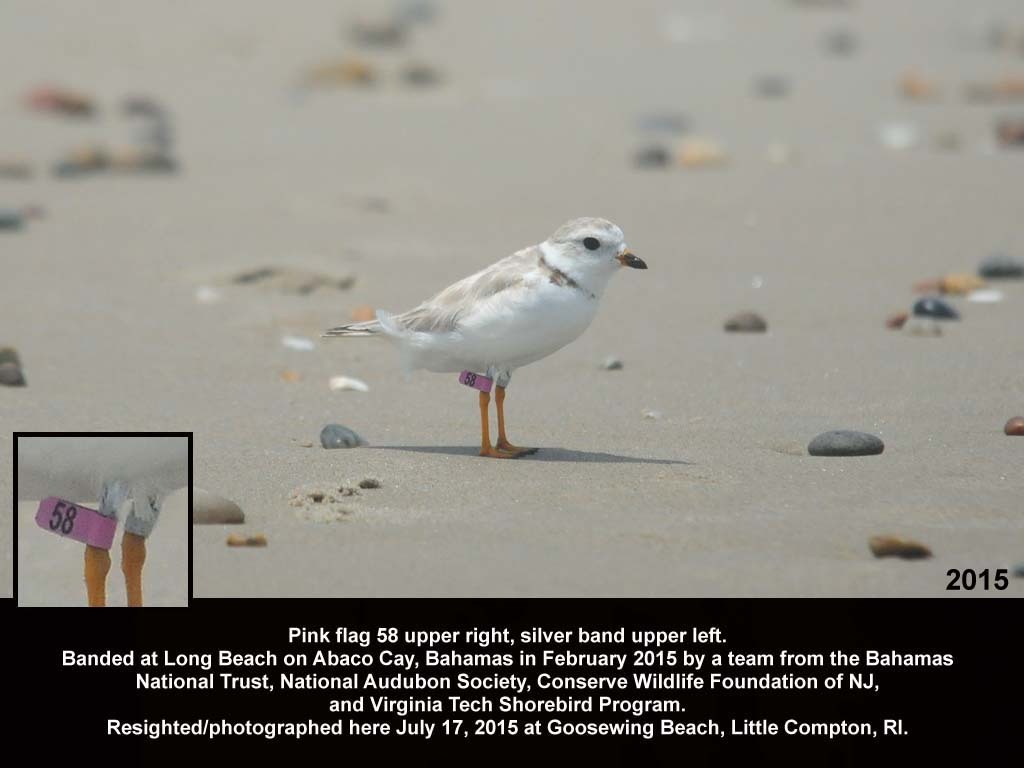 PIPL-18-AI_Piping-Plover