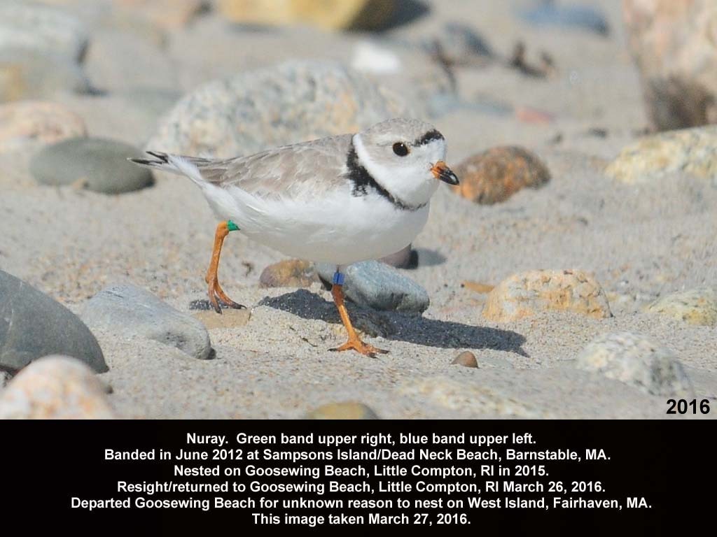 PIPL-18-AJ_Piping-Plover