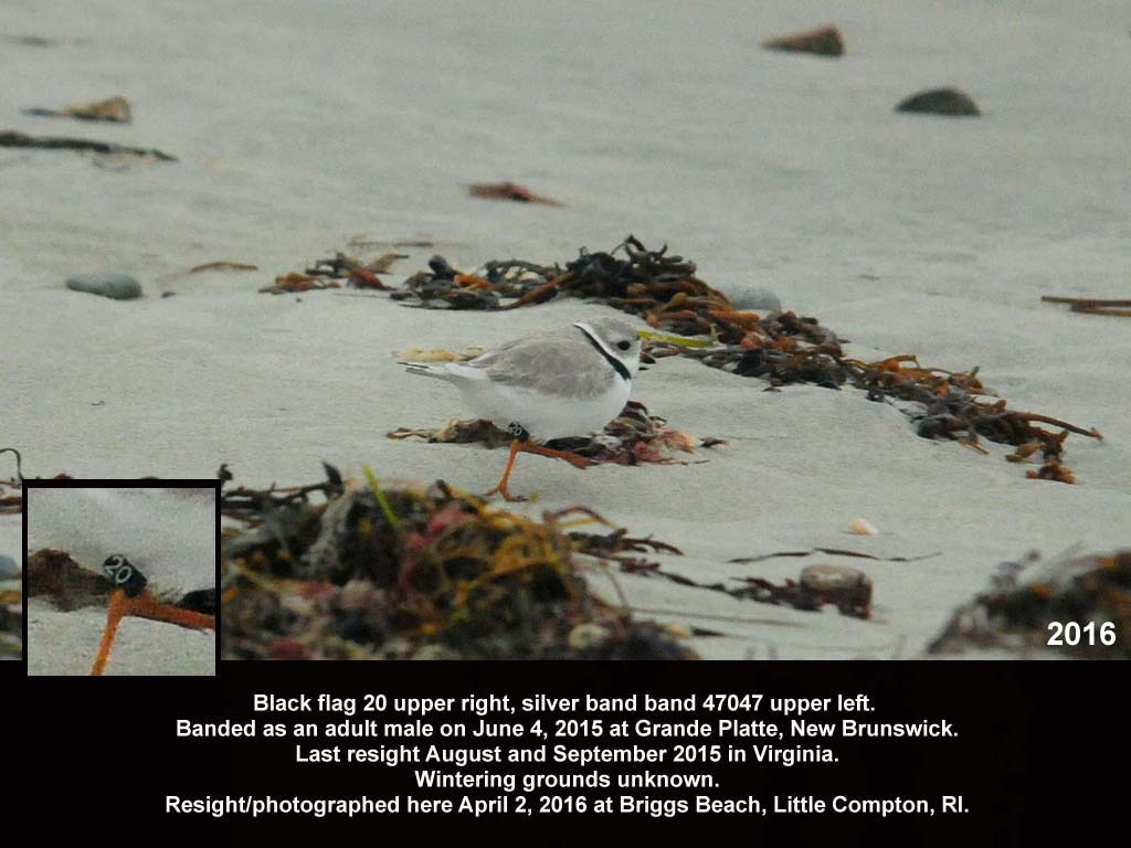 PIPL-18-AK_Piping-Plover