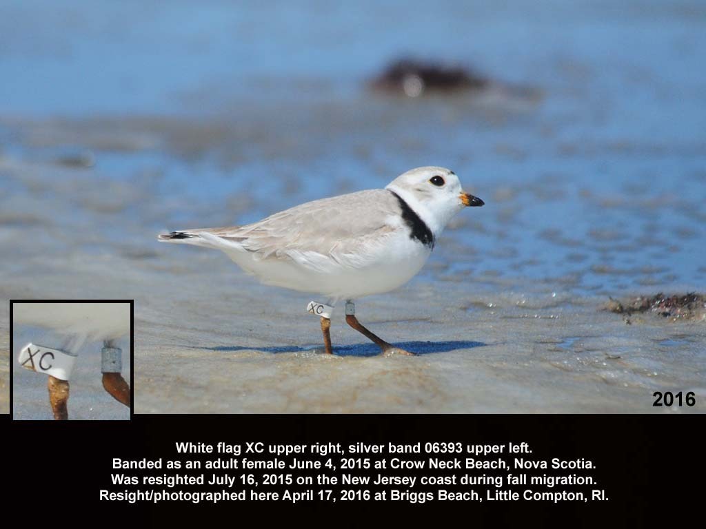 PIPL-18-AL_Piping-Plover