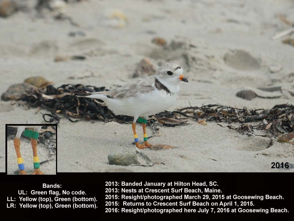 PIPL-18-AM_Piping-Plover