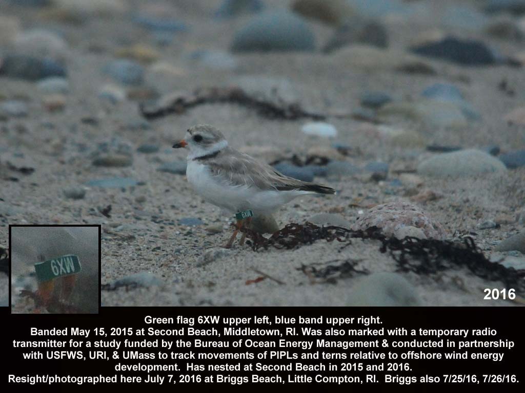 PIPL-18-AN_Piping-Plover