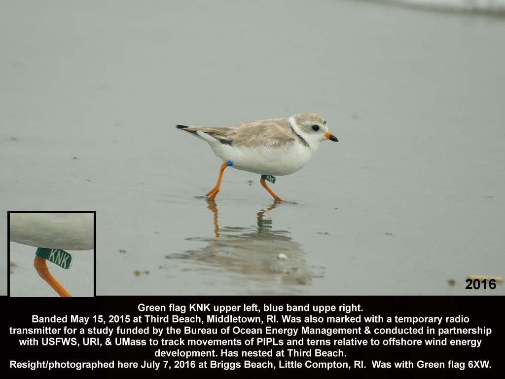 PIPL-18-AO_Piping-Plover