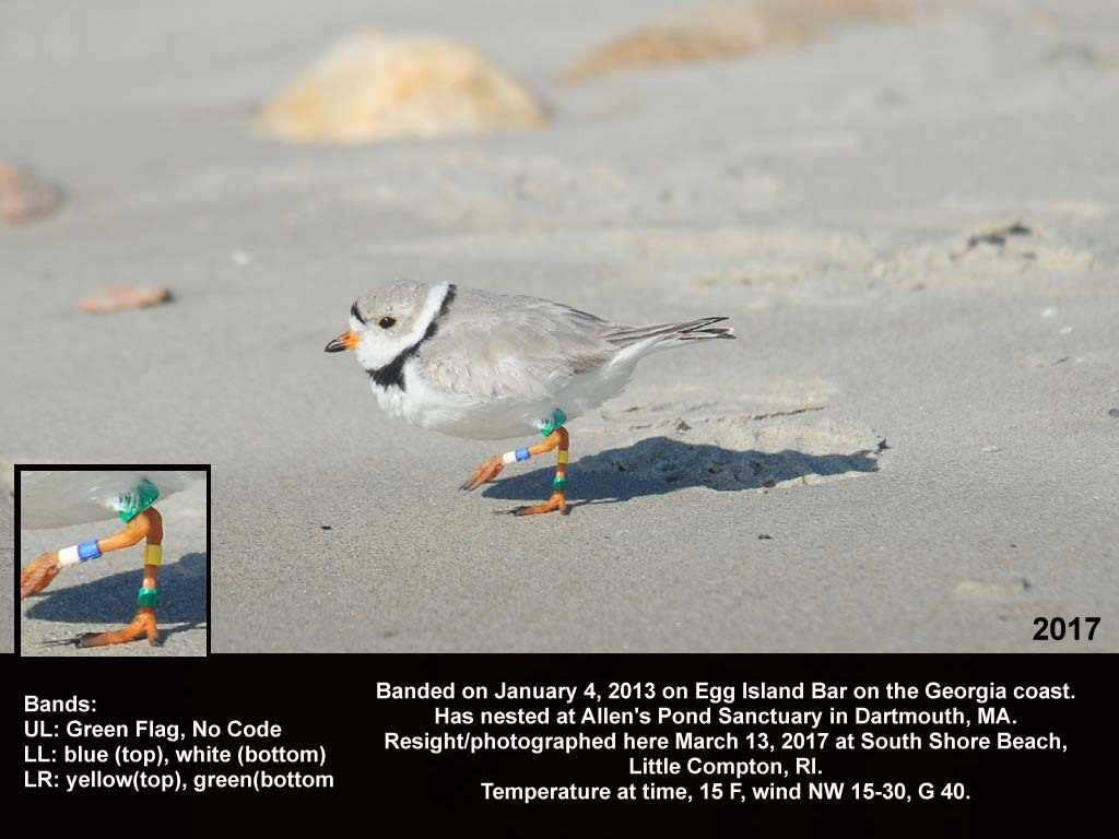 PIPL-18-AP_Piping-Plover