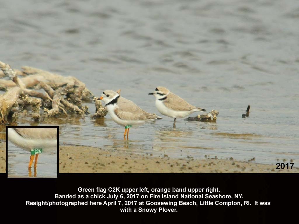 PIPL-18-AQ_Piping-Plover