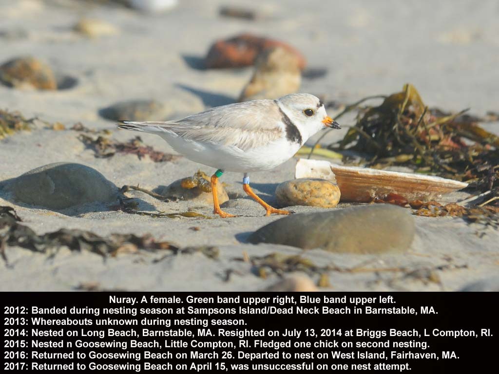 PIPL-18-AR_Piping-Plover