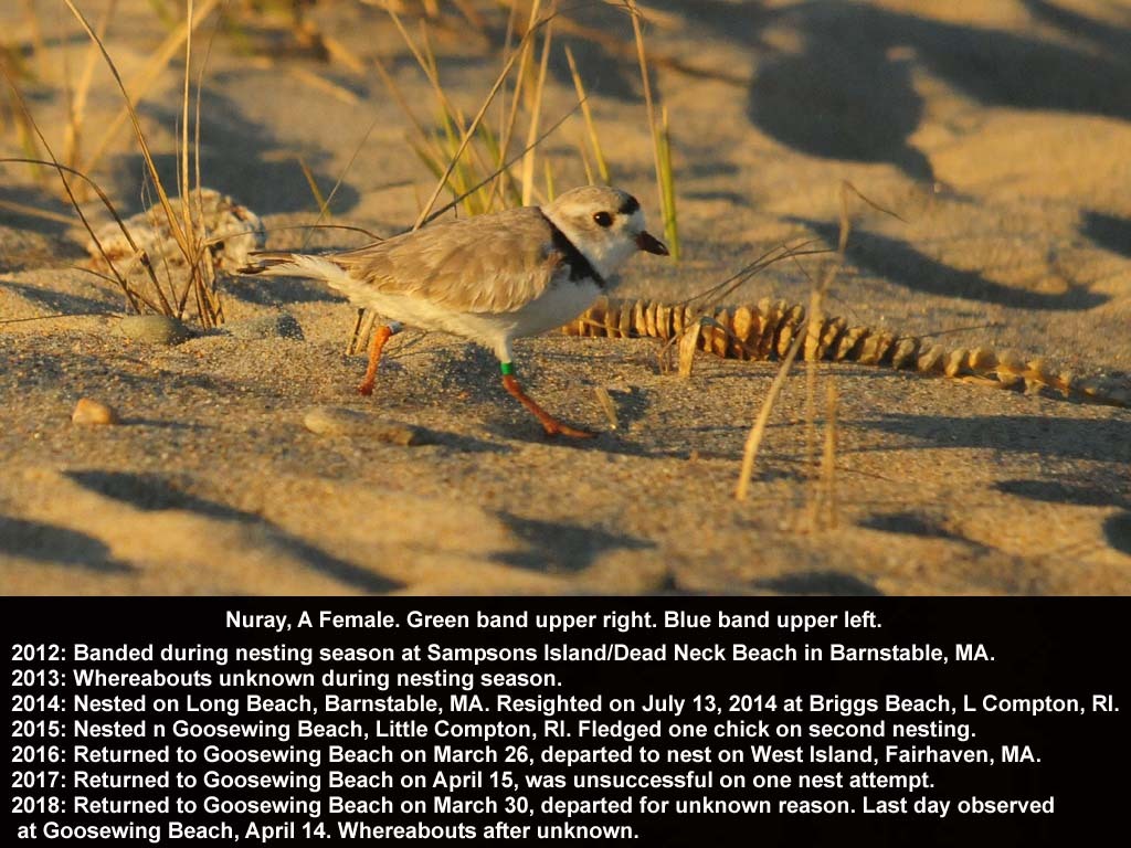 PIPL-18-AS_Piping-Plover