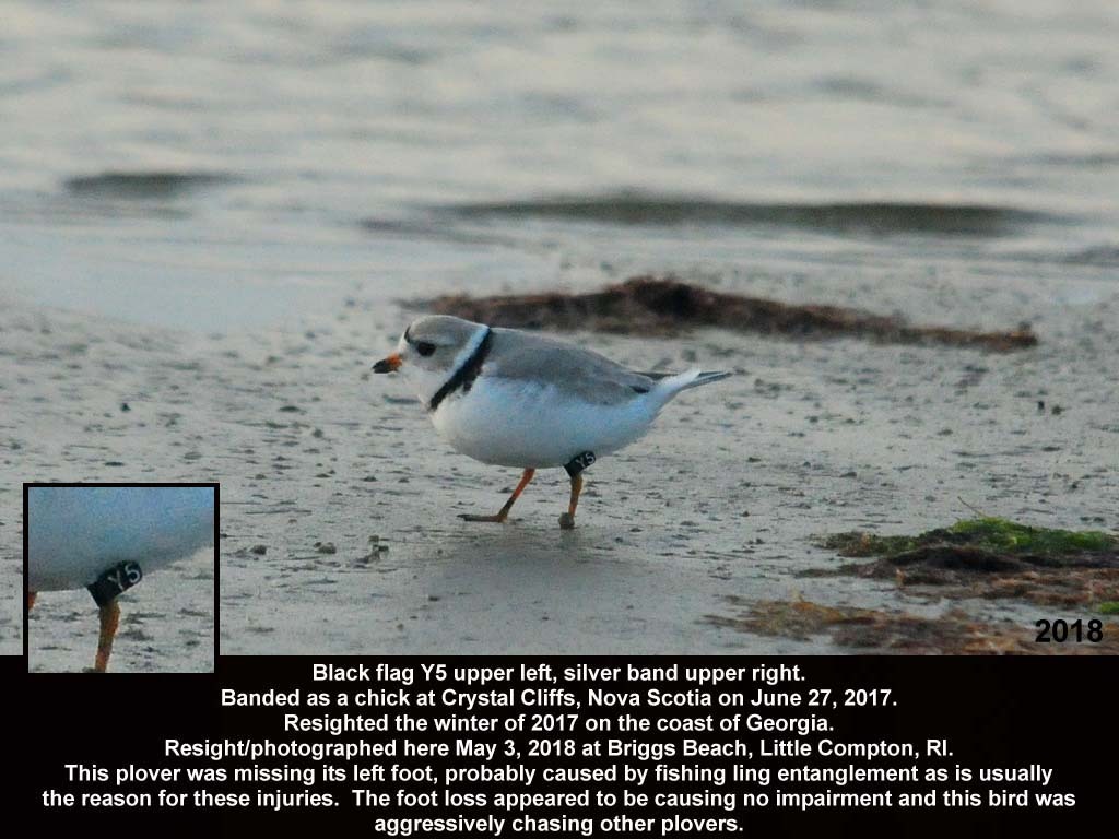 PIPL-18-AT_Piping-Plover