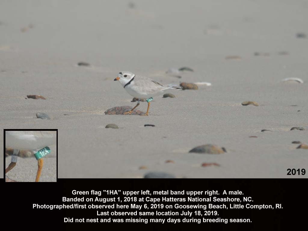 PIPL-18-AU_Piping-Plover