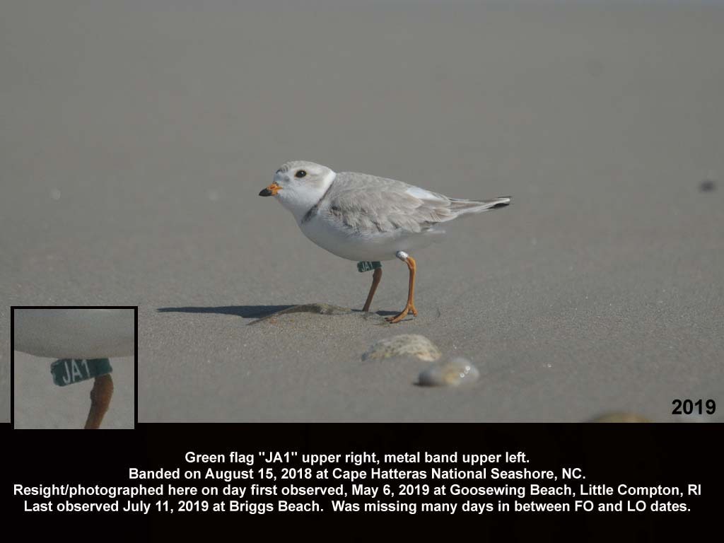 PIPL-18-AV_Piping-Plover