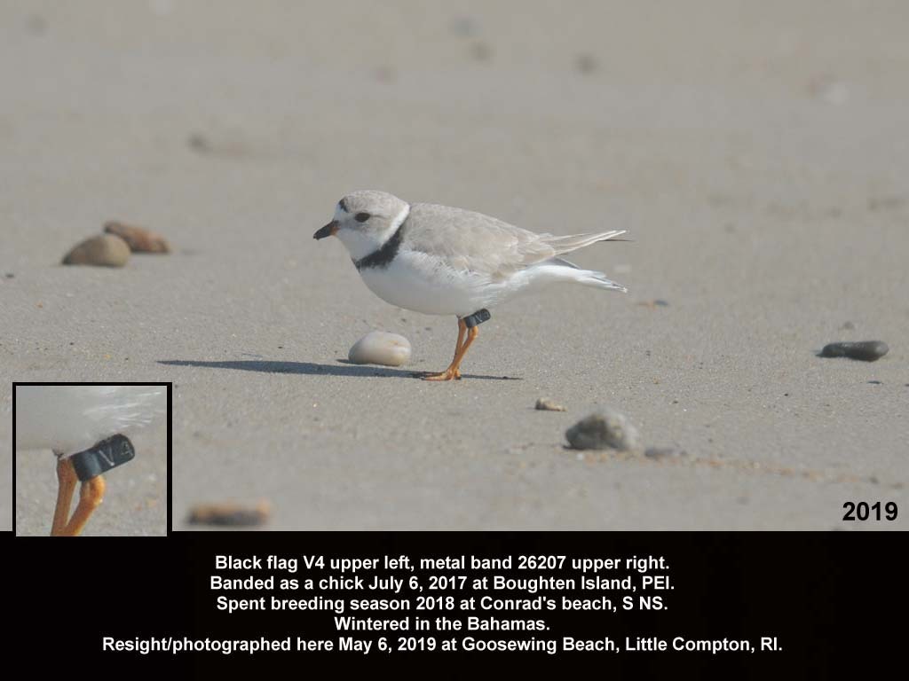 PIPL-18-AW_Piping-Plover