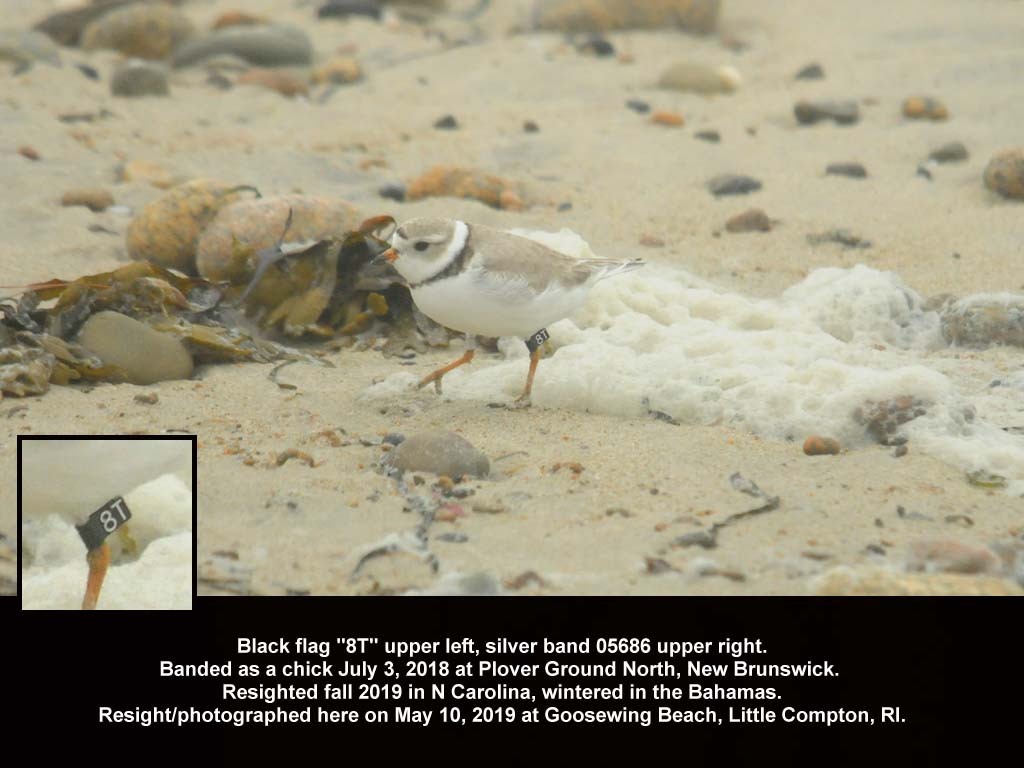 PIPL-18-AX_Piping-Plover