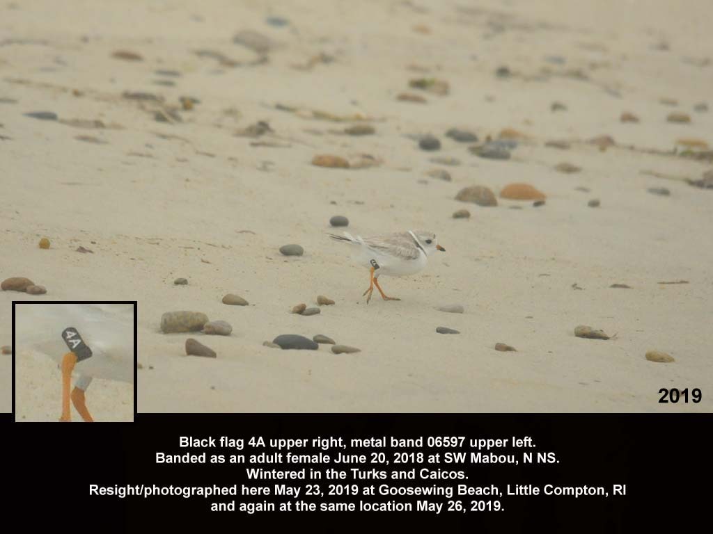 PIPL-18-AY_Piping-Plover