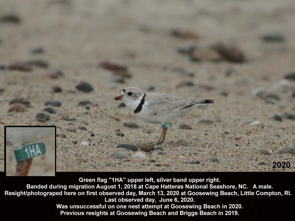 PIPL-18-AZ_Piping-Plover