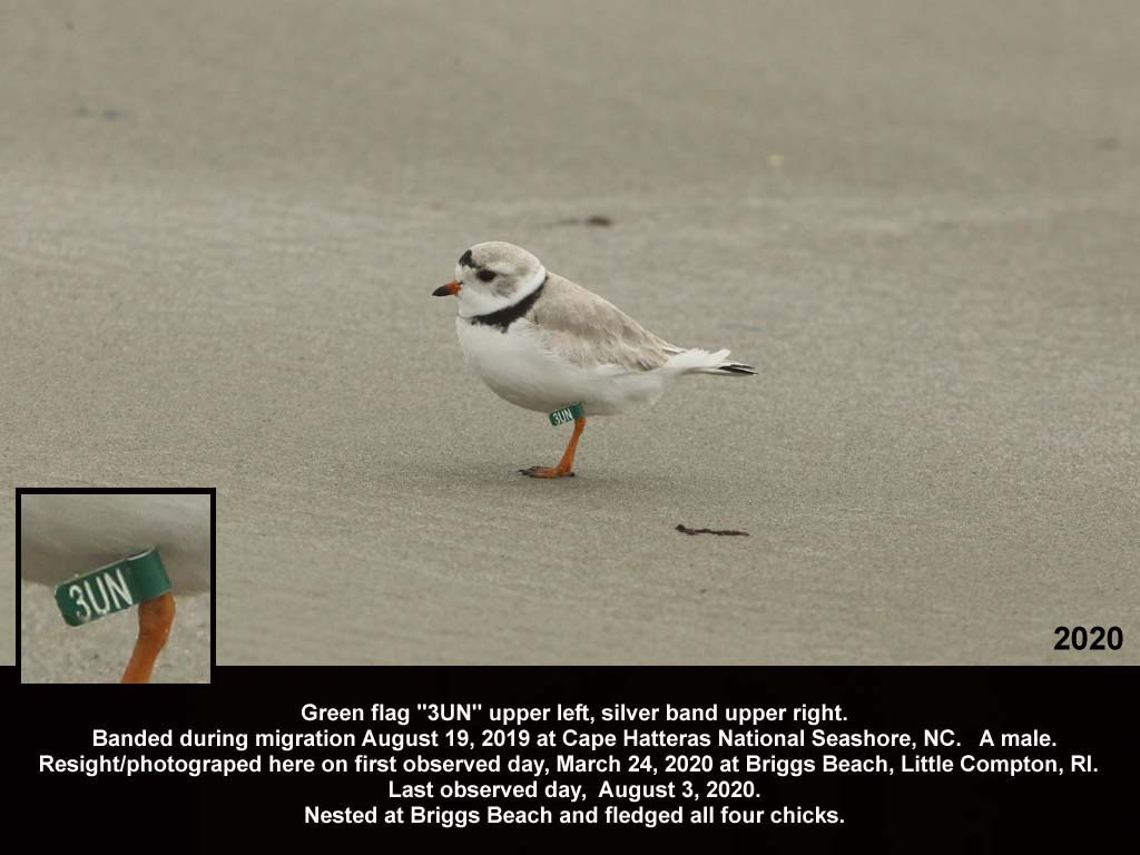 PIPL-18-BA_Piping-Plover