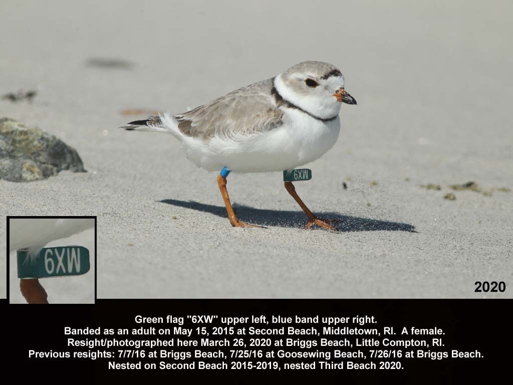 PIPL-18-BB_Piping-Plover