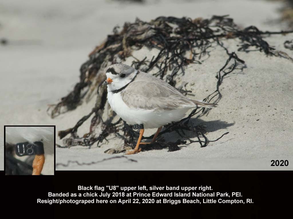 PIPL-18-BC_Piping-Plover