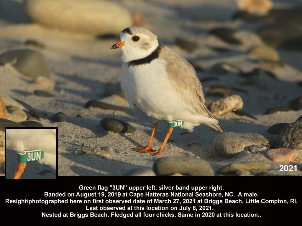 PIPL-18-BDa_Piping-Plover