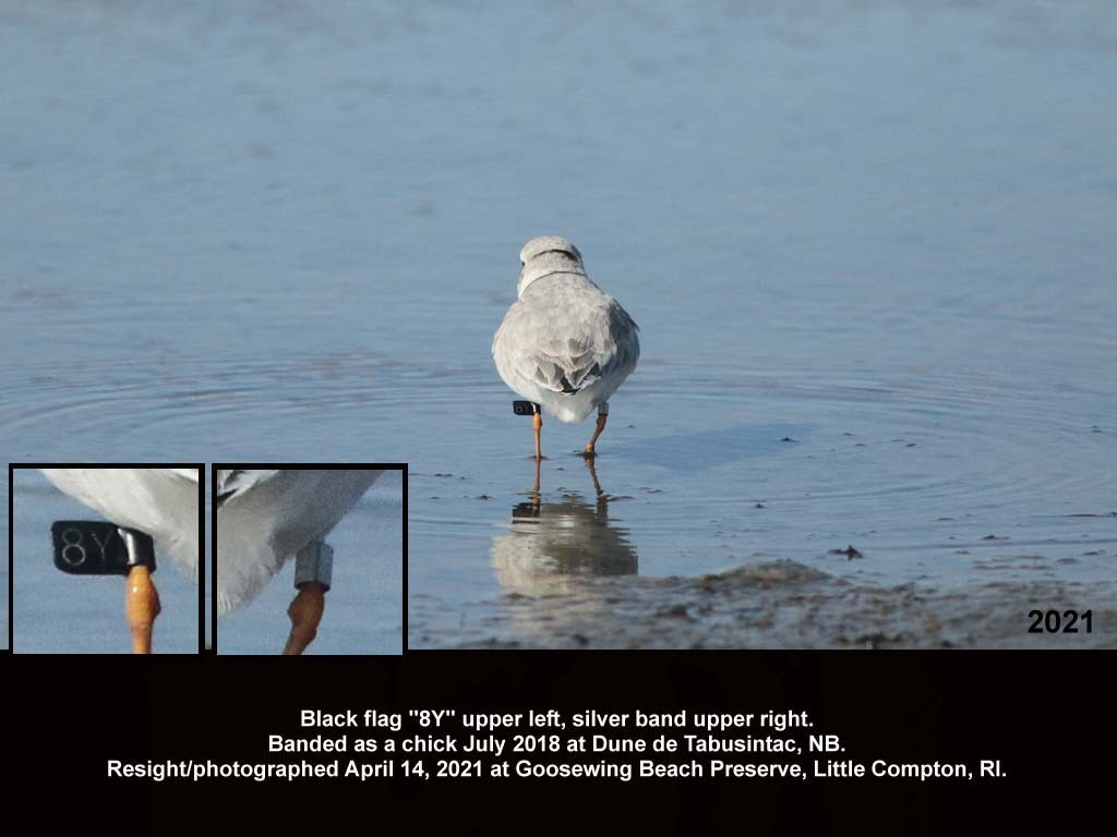 PIPL-18-BE_Piping-Plover